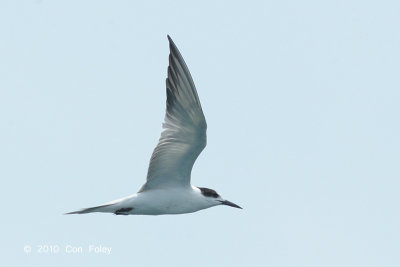 Tern, Common @ Horsburgh Lighthouse