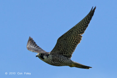 Falcon, Peregrine @ Khao Dinsor