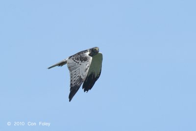 Harrier, Eastern Marsh (male) @ Khao Dinsor