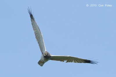 Harrier, Eastern Marsh (male) @ Khao Dinsor