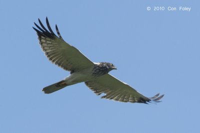 Harrier, Eastern Marsh (male) @ Khao Dinsor