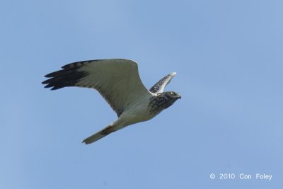 Harrier, Eastern Marsh (male) @ Khao Dinsor