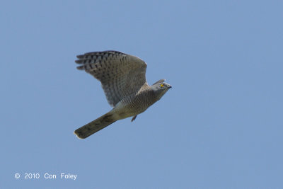 Shikra (adult female) @ Khao Dinsor