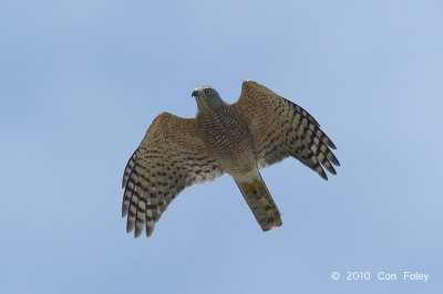 Shikra (adult female) @ Khao Dinsor