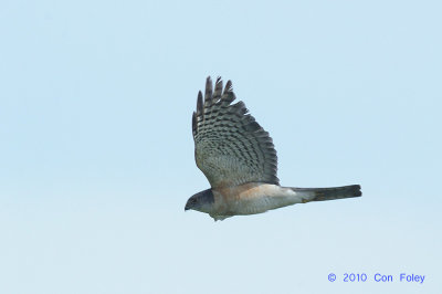 Sparrowhawk, Japanese (adult male) @ Khao Dinsor