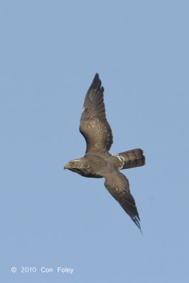 Buzzard, Grey-faced (juvenile) @ Khao Dinsor