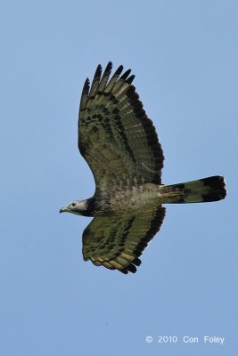 Buzzard, Oriental Honey (adult male) @ Khao Dinsor