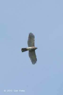 Shikra (adult female) @ Khao Dinsor