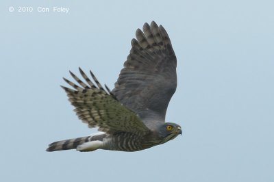 Goshawk, Crested (adult male) @ Khao Dinsor