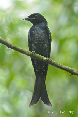 Drongo, Crow-billed