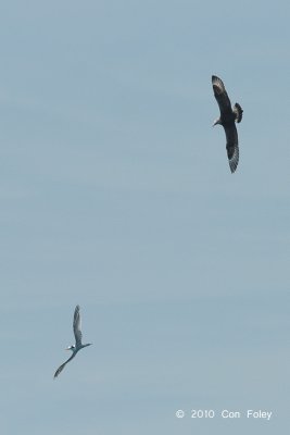 Skua, Pomarine @ Straits of Singapore