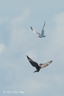 Skua, Pomarine @ Straits of Singapore