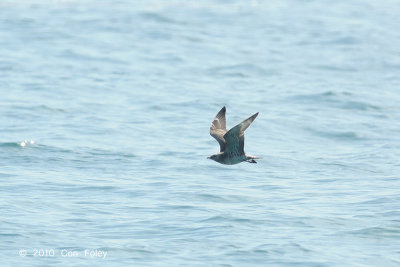 Skua, Pomarine @ Straits of Singapore