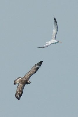 Skua, Pomarine @ Straits of Singapore