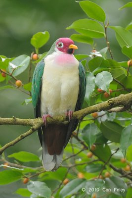 Dove, Jambu Fruit (male) @ Bukit Timah