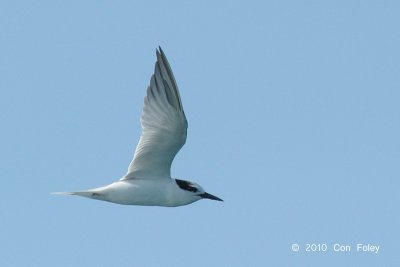 Tern, Little (non-breeding) @ Straits of Singapore