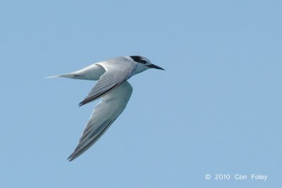Tern, Little (non-breeding) @ Straits of Singapore