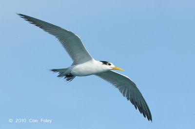 Tern, Lesser Crested @ Straits of Singapore