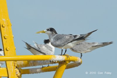 Tern, Swift