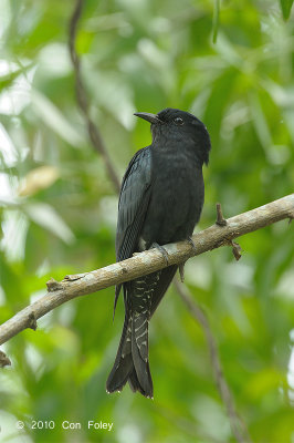 Cuckoo, Asian Drongo @ Bidadari