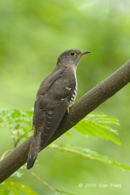 Cuckoo Indian (female) @ Bidadari