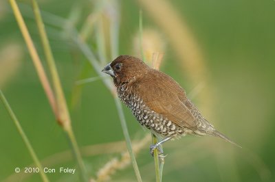 Munia, Scaly-breasted @ Sungei Balang