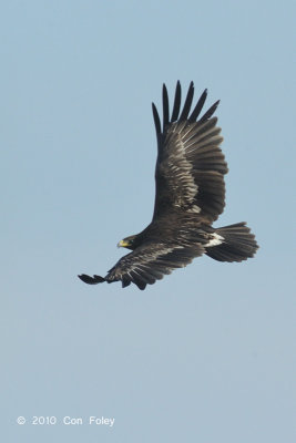 Eagle, Greater Spotted @ Sungei Balang