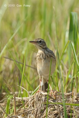 Pipit, Paddyfield @ Sugei Balang