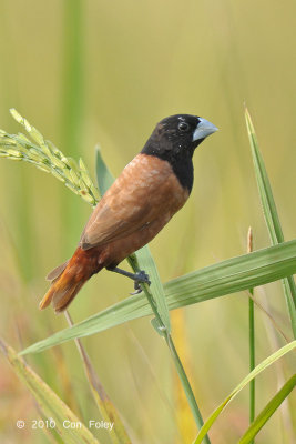 Munia, Chestnut