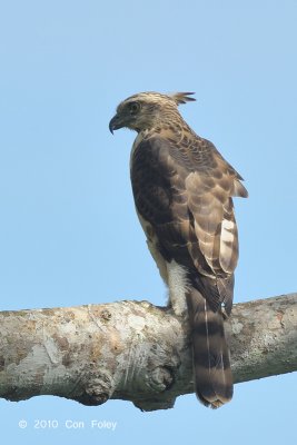 Eagle, Mountain Hawk @ Langkawi