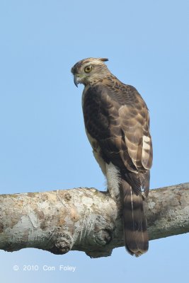 Eagle, Mountain Hawk @ Langkawi