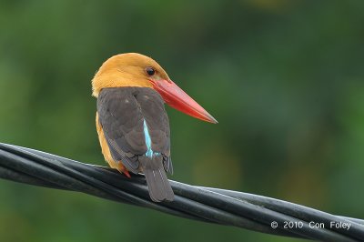 Kingfisher, Brown-winged @ Langkawi