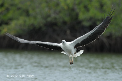 Eagle, White-bellied Sea @ Langkawi