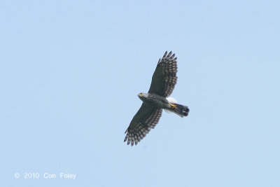 Goshawk, Crested @ Langkawi