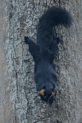 Squirrel, Black Giant @ Langkawi