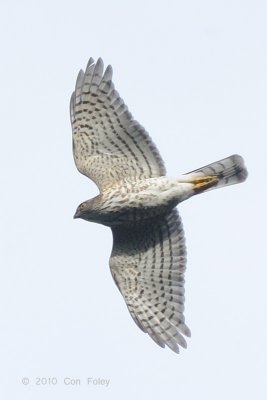 Sparrowhawk, Japanese (juv fem) @ Langkawi