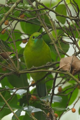 Leafbird, Blue-winged (female) @ Bukit Timah