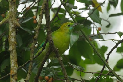 Leafbird, Blue-winged (female) @ Bukit Timah