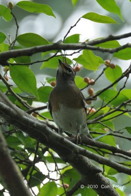 Thrush, Eyebrowed @ Bukit Timah