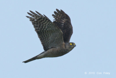 Sparrowhawk, Japanese (female) @ Khao Dinsor