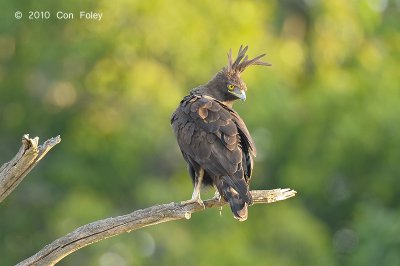 Eagle, Long-crested (male)