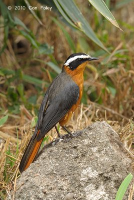 Robin-chat, White-browed