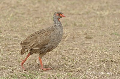 Francolin, Red-necked