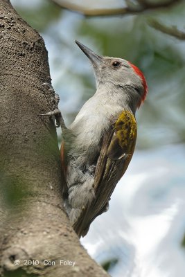 Woodpecker, Grey (male)