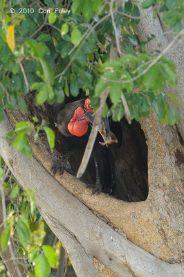 Hornbill, Southern Ground (at a nest)