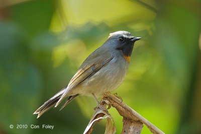 Flycatcher, Rufous-gorgeted (male) @ Doi Lang