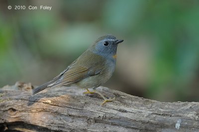 Flycatcher, Rufous-gorgeted (female) @ Doi Lang