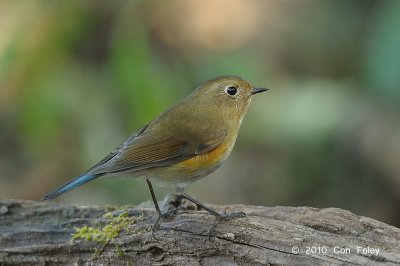 Bluetail, Himalayan (female) @ Doi Lang