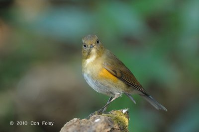 Bluetail, Himalayan (female) @ Doi Lang