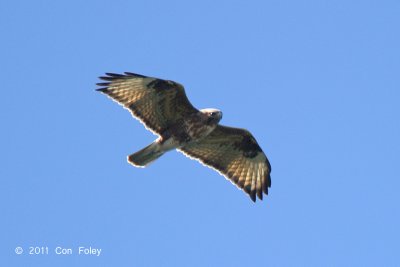 Buzzard, Eastern @ Doi Lang